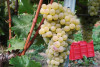 Cà di Cairé - Roero Aged Wines