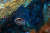 Exploration scuba diving - Les Issambres