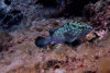 Supervised Diver Training 12m