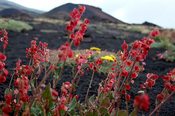Etna Morning from Catania web offer