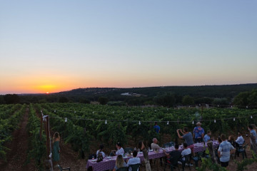 Wine and food tasting with  vineyard walking
