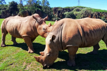 Rhino