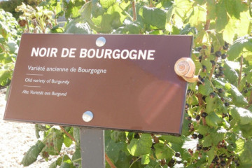 Le Cassissium - Visit, Discover, Taste (French tour)
