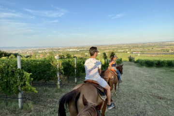 Discover the vineyards of Sommacampagna
