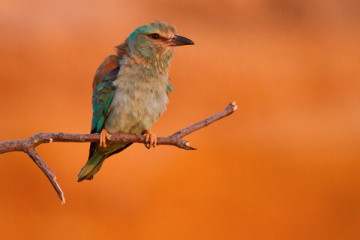Northern Doñana