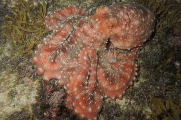 PADI Fish ID Specialty