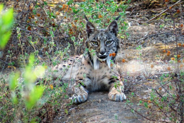 Lynx tour - Private group