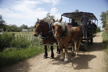 Carriage tour