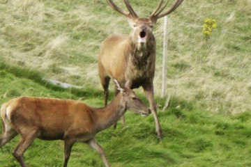 Wild Cairngorms
