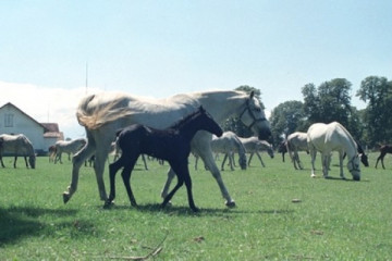 herd of horses
