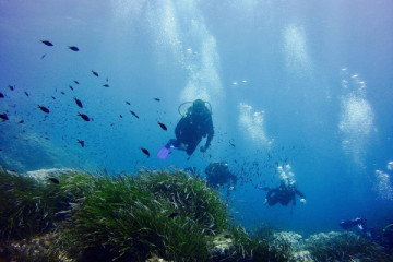 PADI Divemaster Course