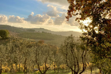 White Truffle Gourmet Adventure Alba: Private Tour