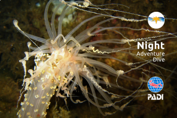 Night Adventure Dive