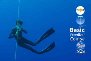 PADI Basic Freediver Course