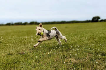 The Hay Meadow - Dog Walking Field