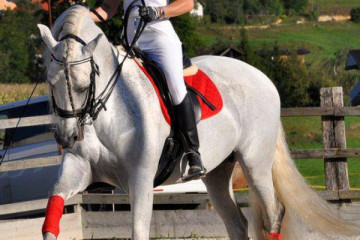 Horseback Riding Tour in Ljubljana Marshes