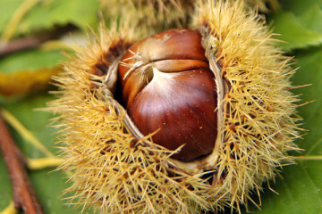 Guided tour of a chestnut grove