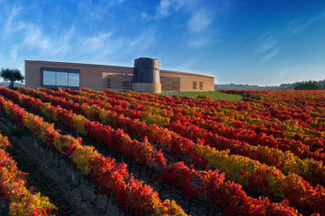 Le foglie di Sagrantino, a fine ottobre, si tingono di rosso