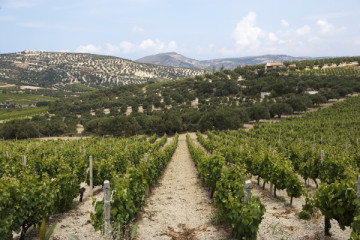 Explore Scalarea’s History and Wine Making through a guided tour by our host, who will take you around the vineyards, the production area and our cellar, as we share with you our knowledge regarding Wine Making and local grapes. Following the tour you wil