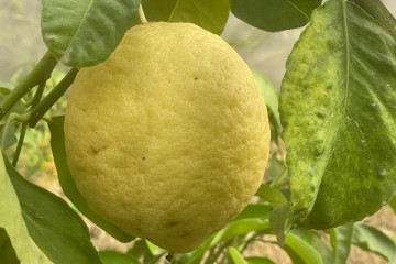 Lemon Nursery & Limoncello: Sorrento E-Bike Tour