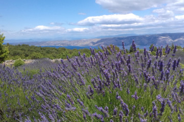 Lavender tour