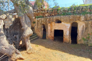 ancient olive trees