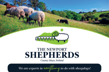Private Sheepdog Training Lessons