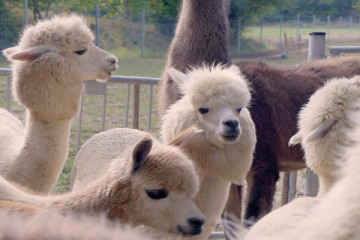 Alpaca and Lama Hike Mödling Vienna Austria