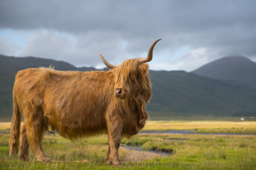 Loch Ness, Highlands and Inverness tour from Edinburgh