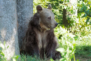 Season Ticket for BEAR SANCTUARY Arbesbach 2026