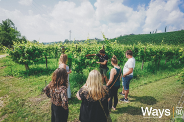 Prosecco Wine Tour from Venice