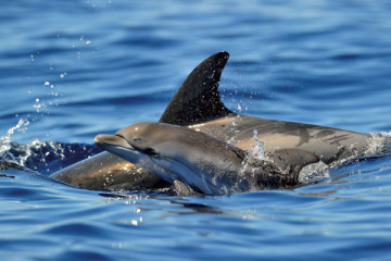 Dolphin Watching PRIVATE tour