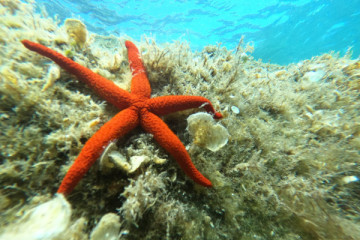 snorkeling day in Port-Cros
