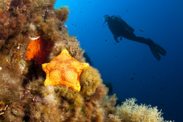 1-Day Diving (2 Dives, Full Equipment Inc.) - Dubrovnik