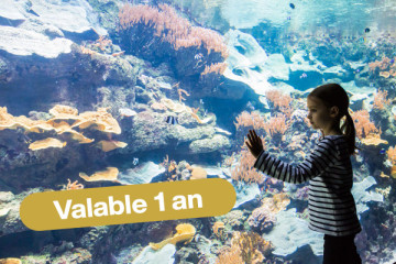 OPEN DATED TICKET – Visit with Total Flexibility