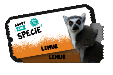 Zoo Delle Maitine - Adopt a Lemur