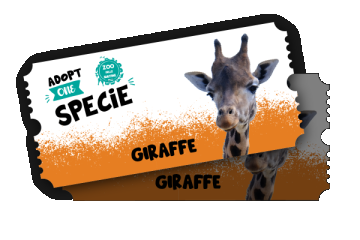 Zoo Delle Maitine - Adopt a Giraffe