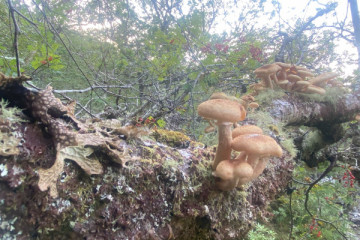 Fruits of the Forest - foraging 