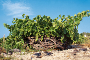 Santorini Wine Tour