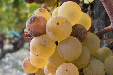 A day in Graves, Sauternes & Pessac Leognan - Ultra Premium Package