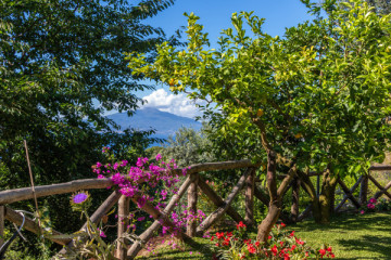 Limoncello Making And Tasting 