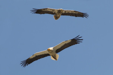 Tarifa "A Migration Paradise"