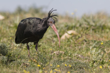 The Northern Bald Ibis territory and Barbate marshes
