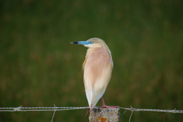 Brazo del Este Nature Reserve