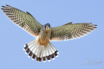 Walking Wildlife Safari along The Thames for 2