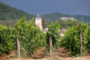 SIGNATURE - CÔTE DE NUITS IN 8 CHAPTERS