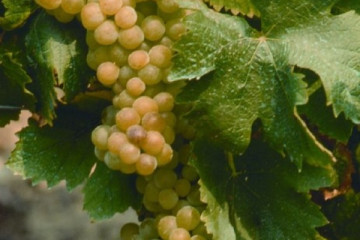 Demarie - Arneis Experience tasting