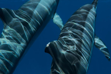 Dolphins encounter private excursion, Le Morne