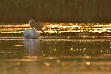 Private Winter Danube Delta Guided Day Trip