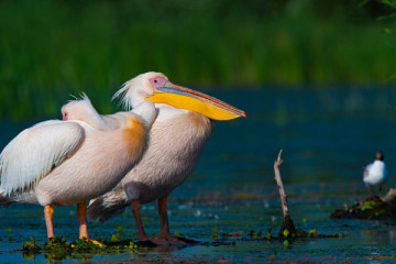 Private Birdwatching Day Trip to the Danube Delta - from Tulcea